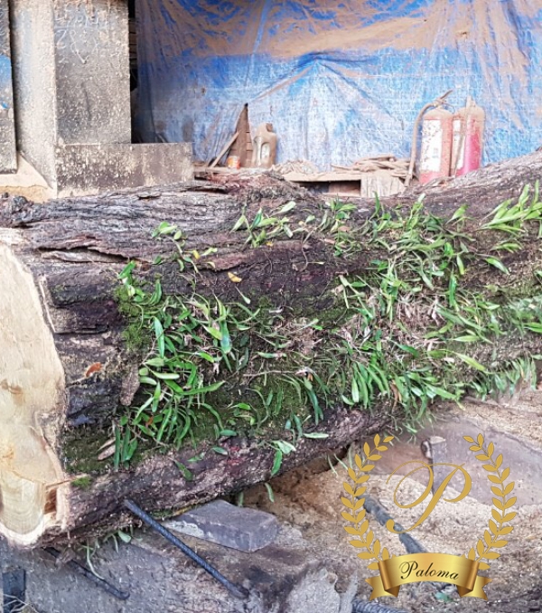 Phần Thô Nội Thất Tân Cô Điển MS10